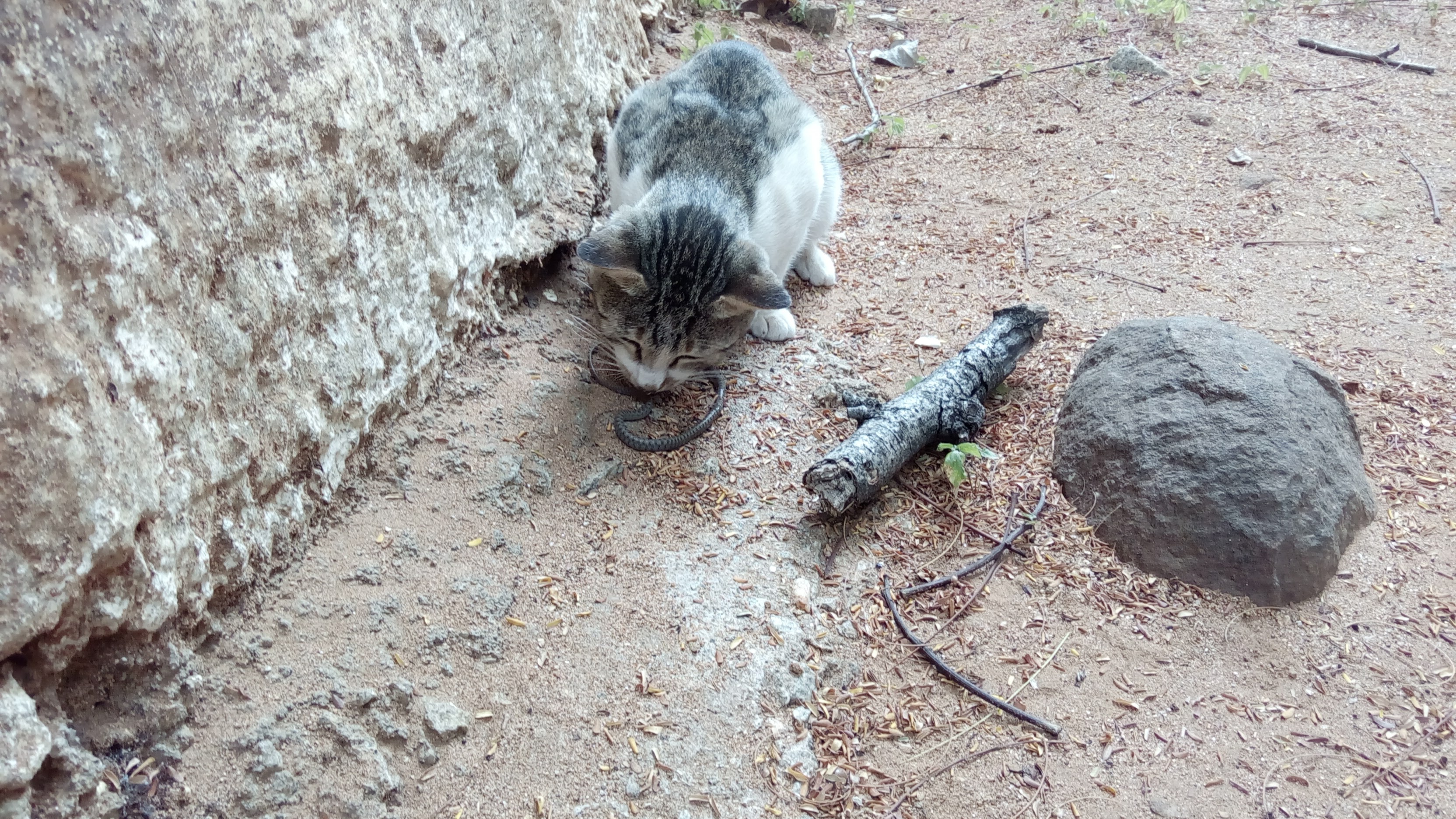 Grey and white tabby cat killing a small snake