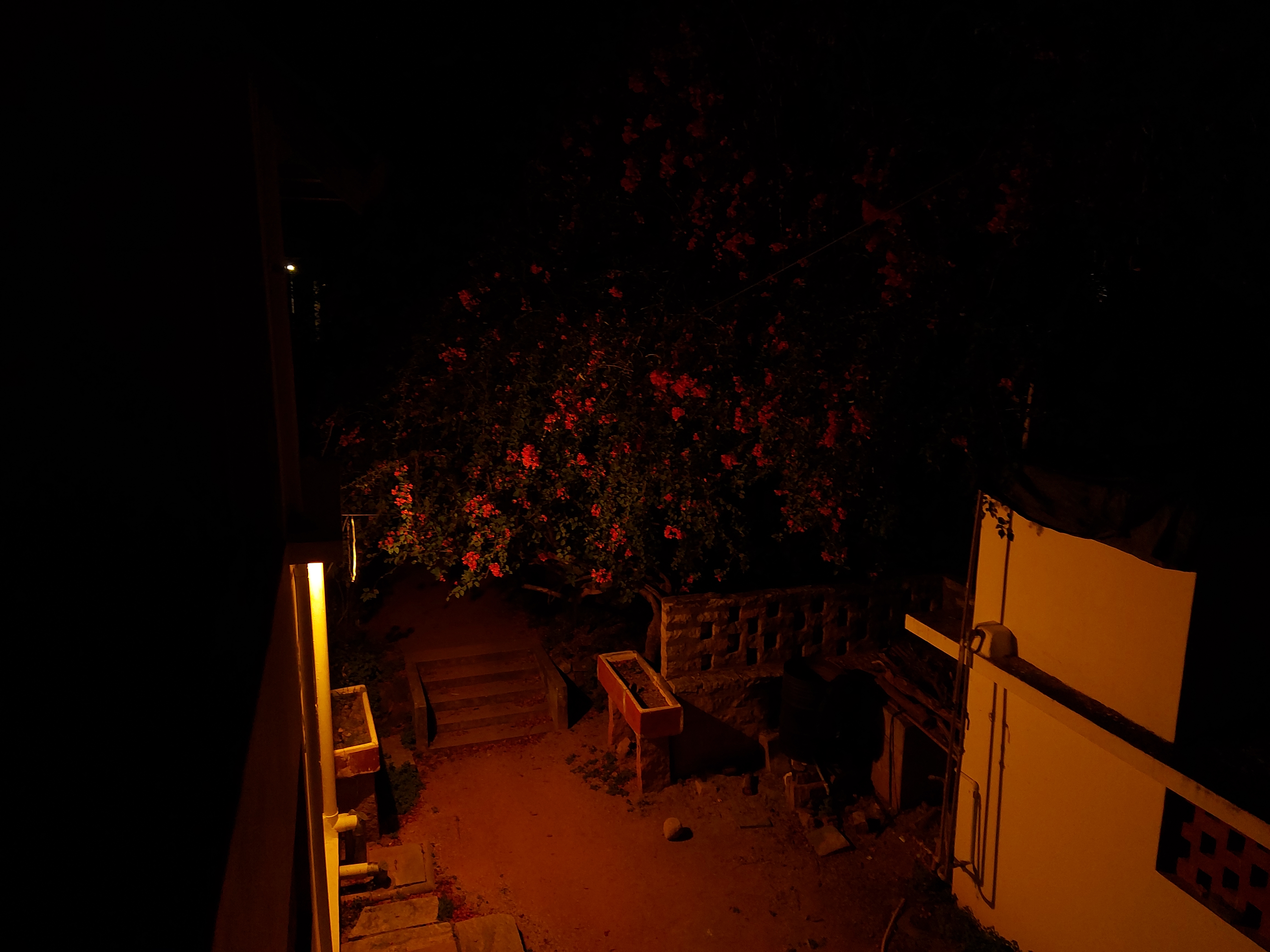 a blooming Bougainvillea tree at night