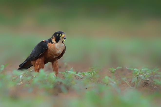 Shaheen Falcon with a Parakeet kill