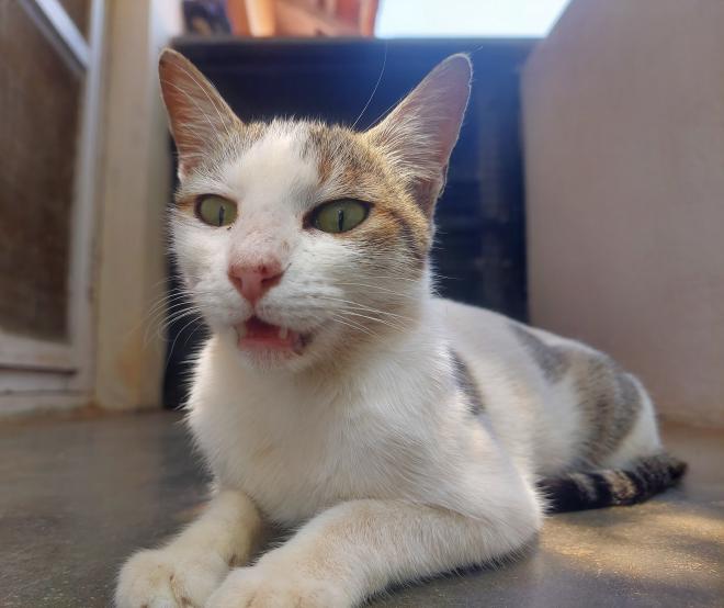 A white and gray cat with pale green eyes