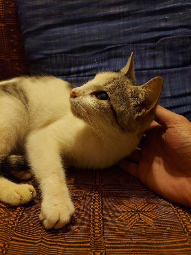 A white and gray cat with pale green eyes